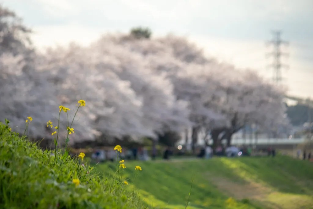 桜並木と菜の花