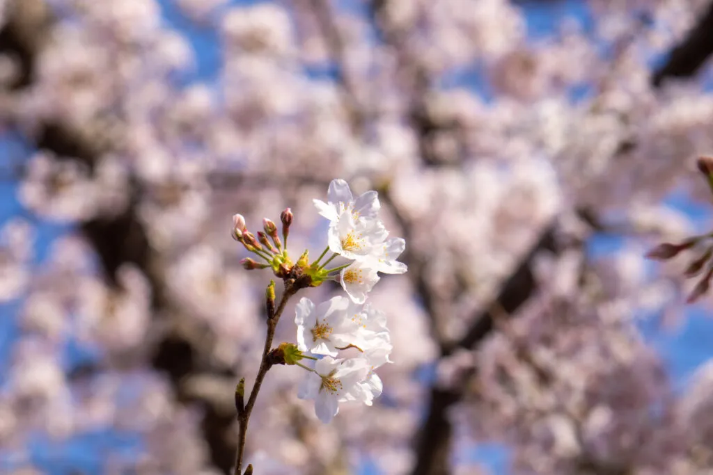桜の花